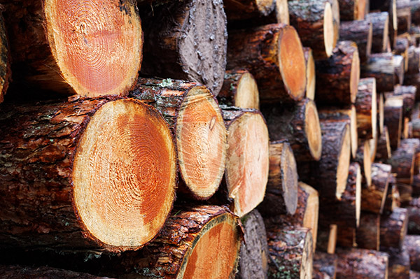 Shadbolt guidance on EU Timber regulations to stop illegal logging